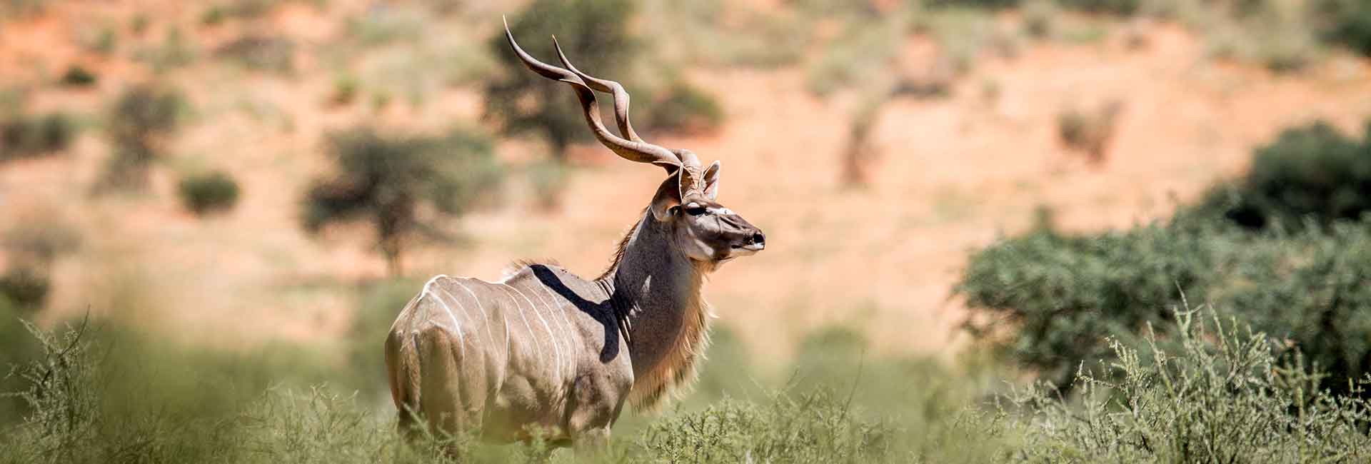 kudu-hunting-somerby-safaris-banner
