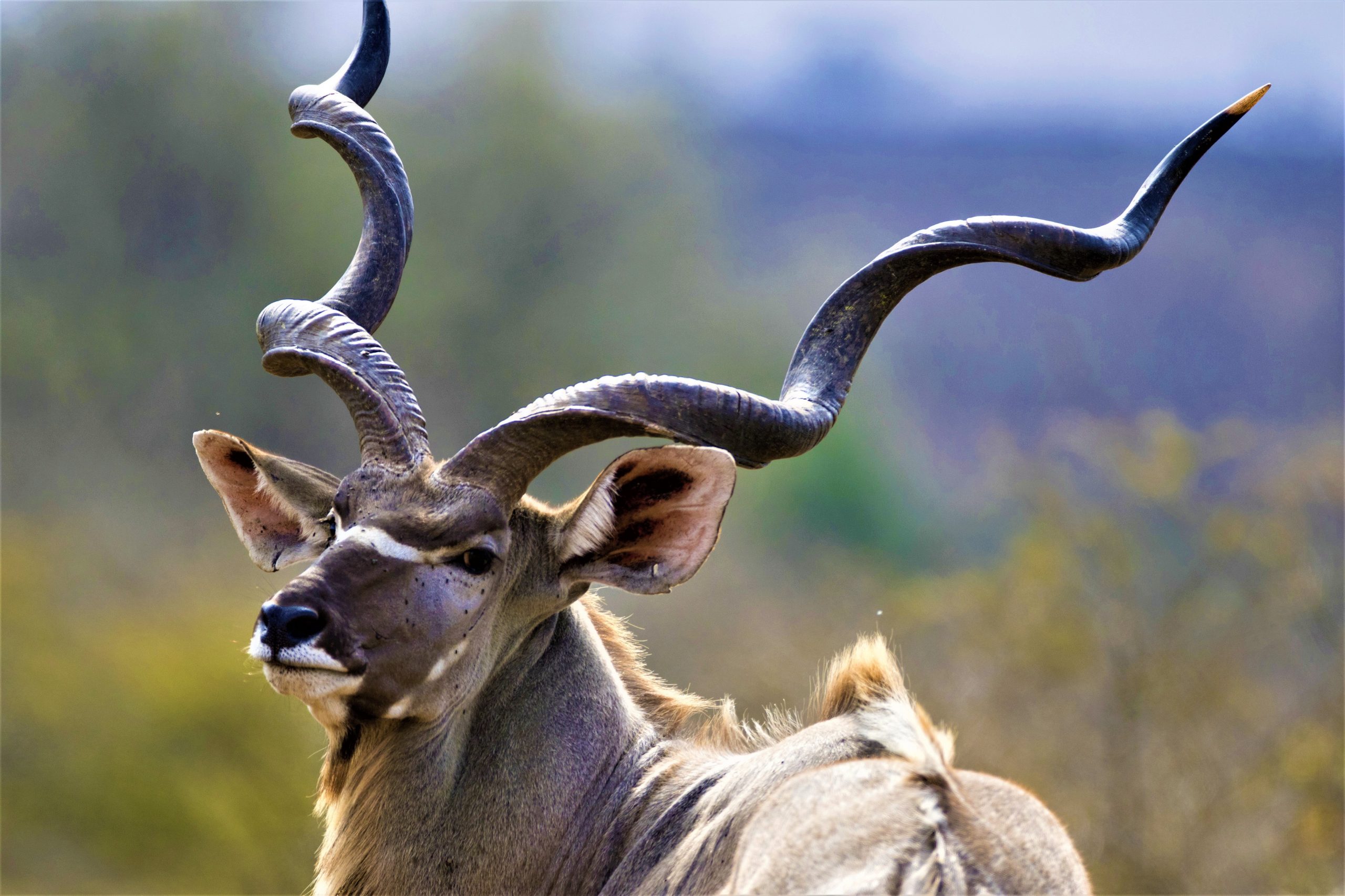 Hunting Honey Badger in South Africa - Somerby Safaris