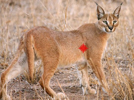 hunting_a_caracal_shot_placement