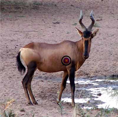 12 hunting_a_trophy_red_hartebeest