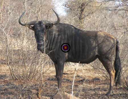 123 hunting_a_trophy_blue_wildebeest