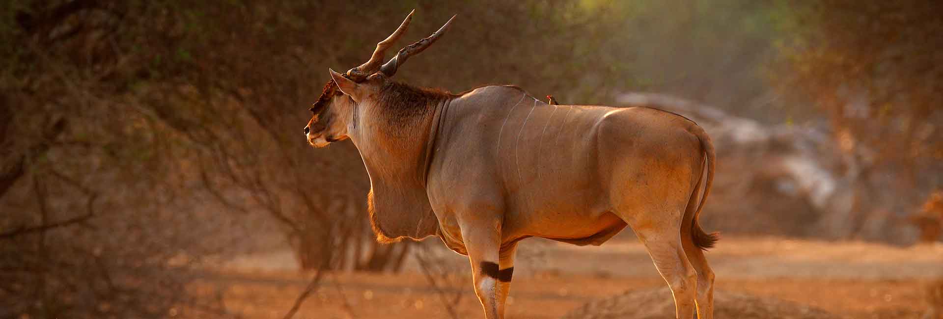 eland-hunting-somerby-safaris-banner