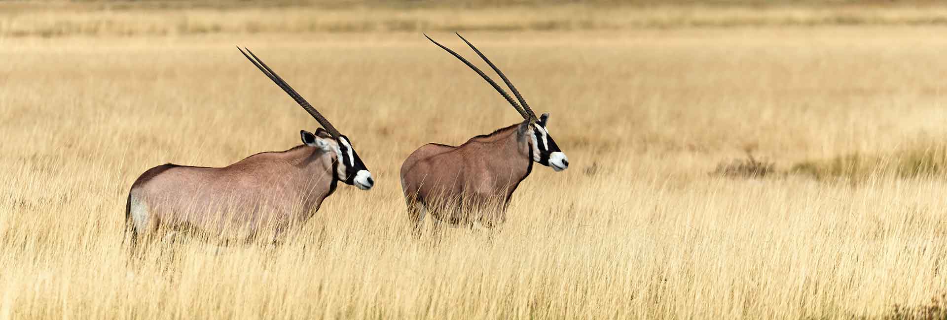 gemsbuck-hunting-somerby-safaris-banner