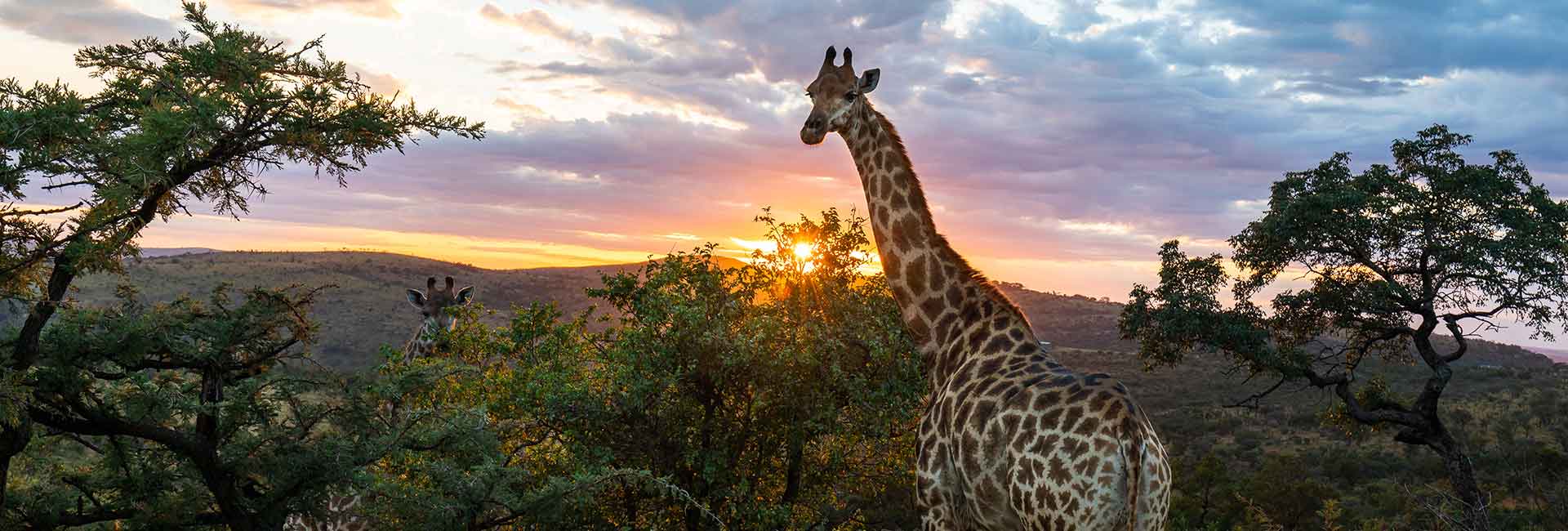 giraffe-hunting-somerby-safaris-banner