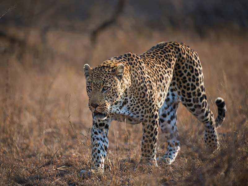 Hunt leopard. Леопард охота вектор.