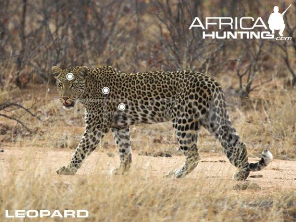 hunting-a-trophy-leopard