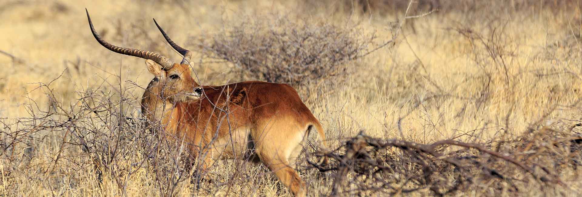 lechwe-hunting-somerby-safaris