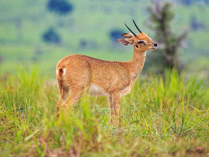 oribi-hunting-somerby-safaris