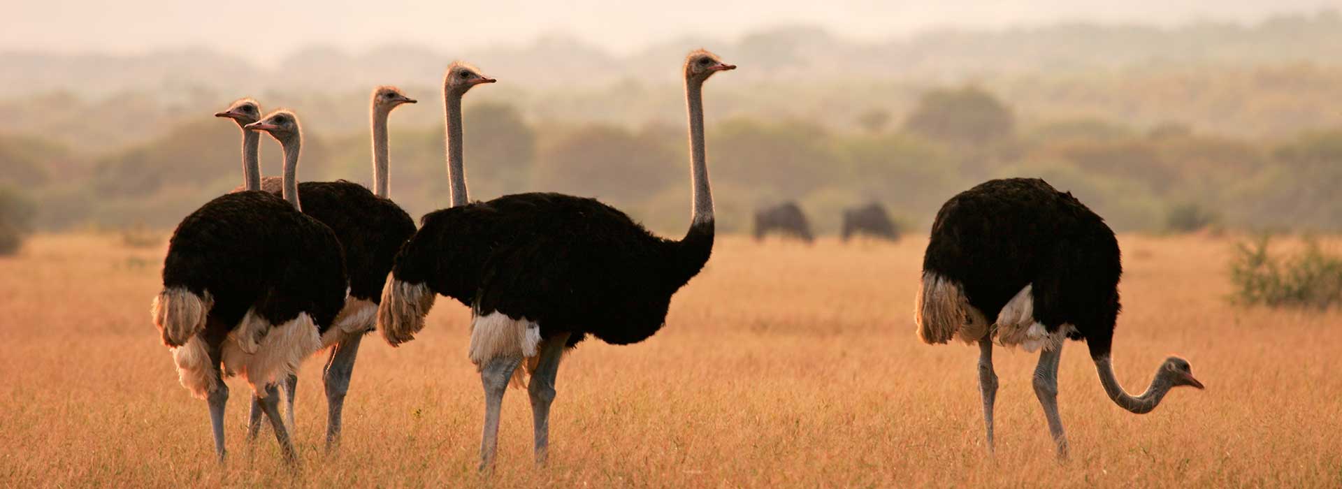 ostrich_somerbysafaris-hunt