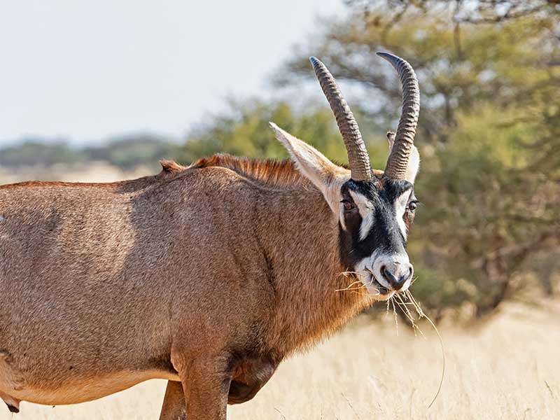 Hunting Roan In South Africa Somerby Safaris