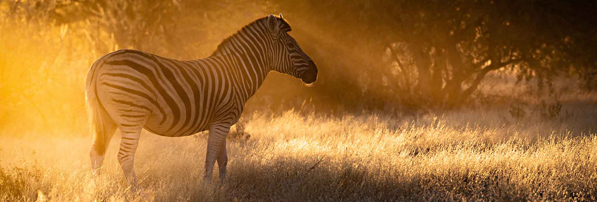 zebra-hunting-somerby-safaris-banner