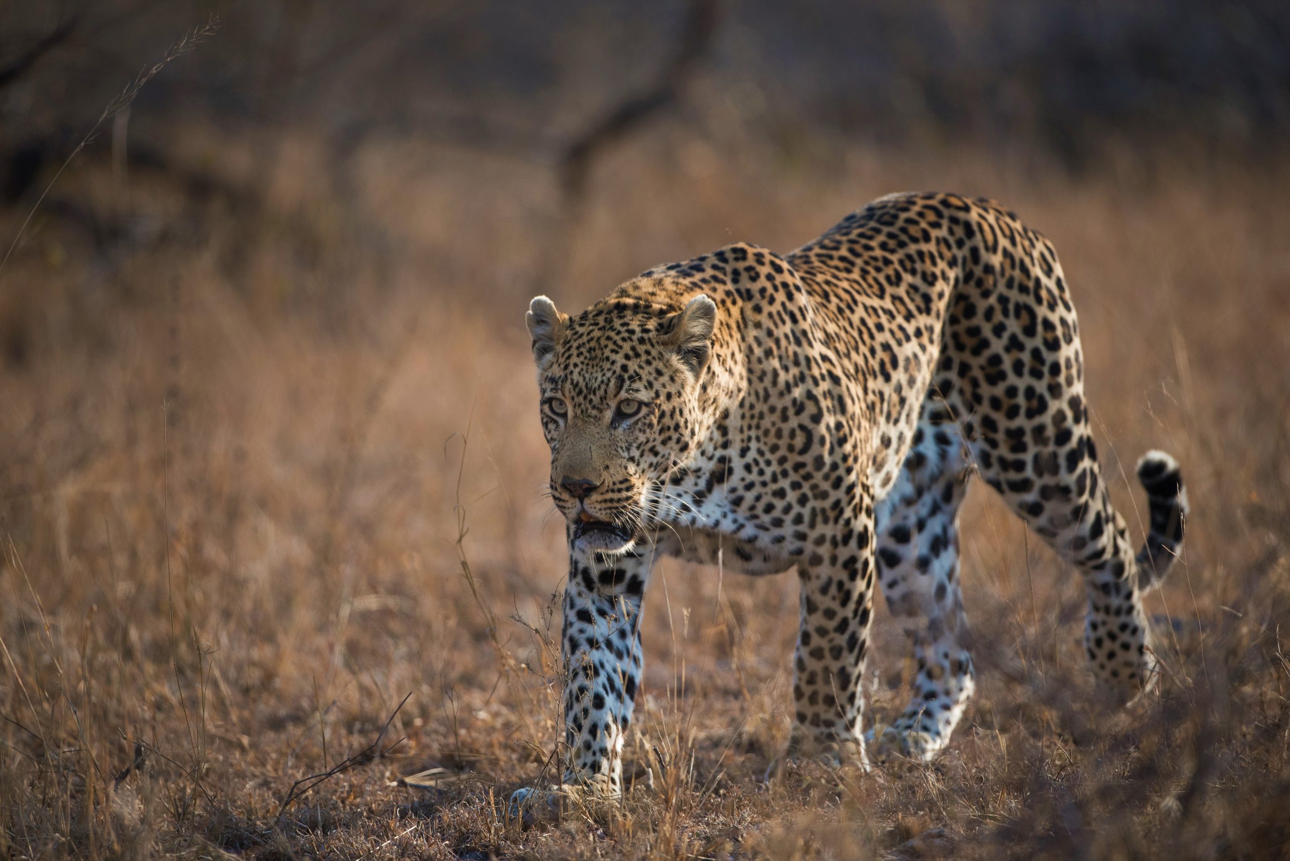 Leopard Hunting - Somerby Safaris