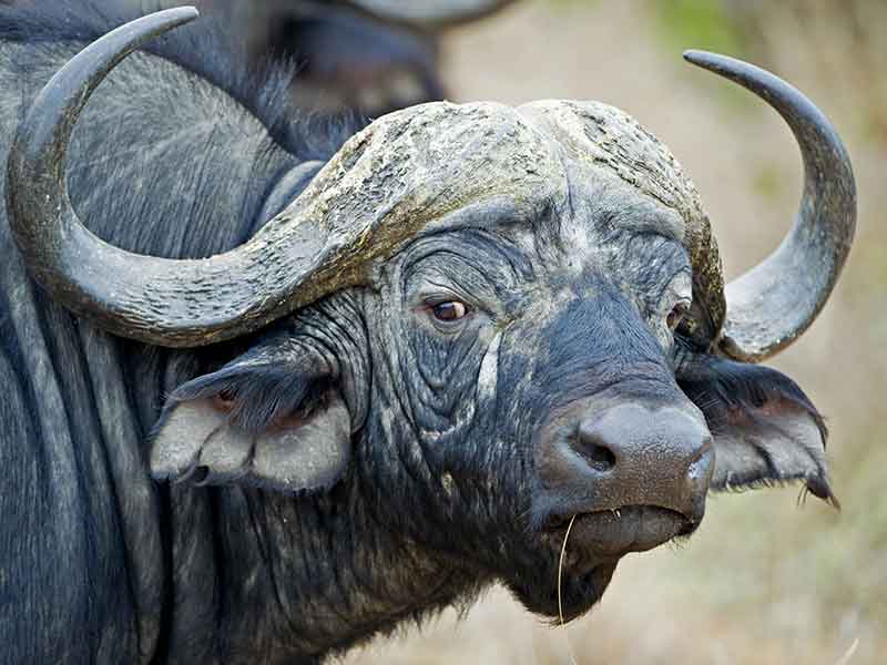 buffalo-hunts-south-africa