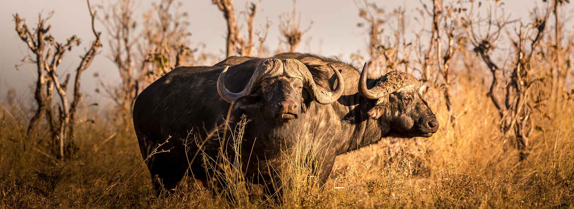 buffalo-somerby-safaris