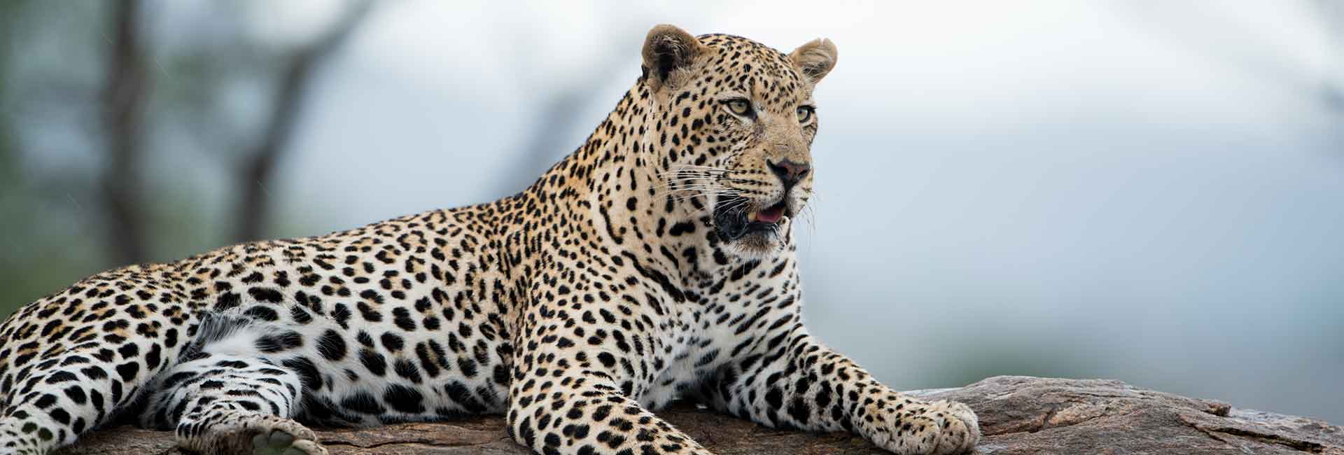 hunting-leopard-iAn-africa-banner
