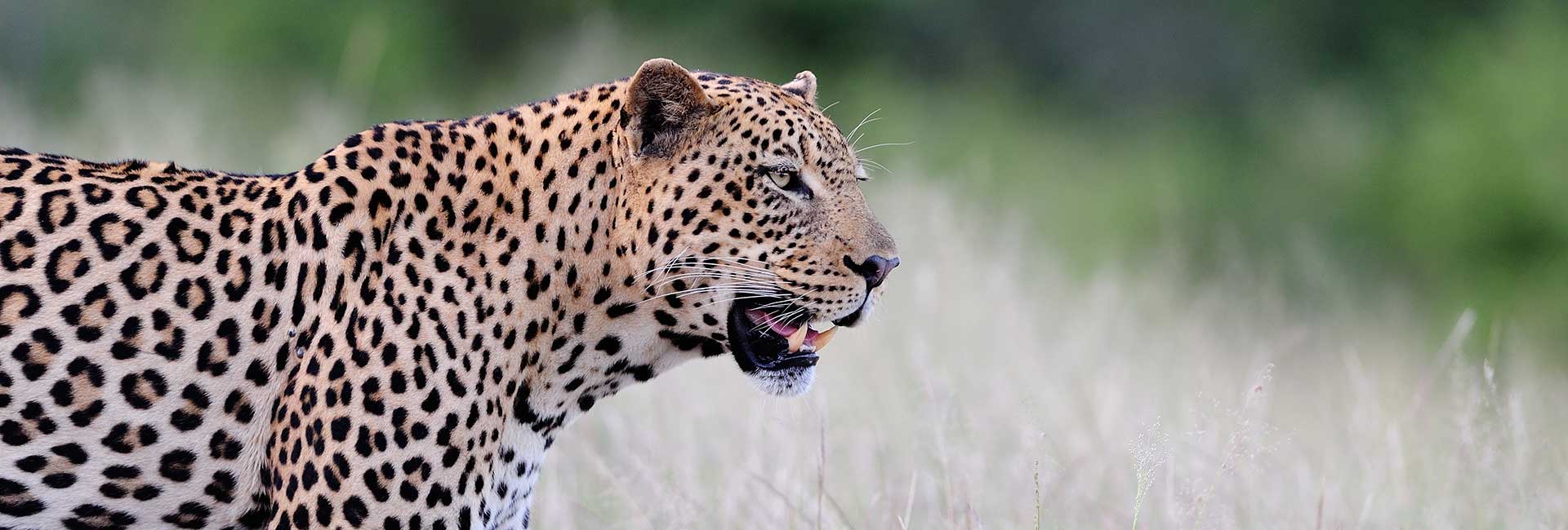 hunting-leopard-in-south-africa