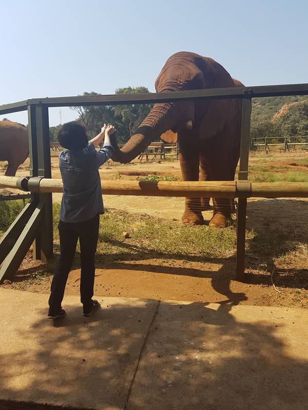 activities-elephants-somerby-safaris