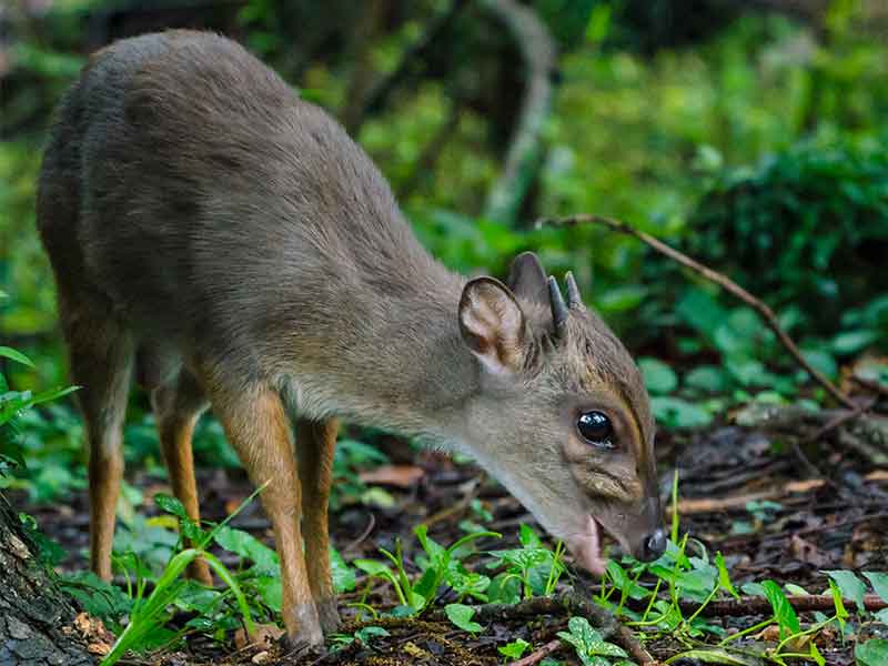 Hunting Blue Duiker in South Africa - Somerby Safaris