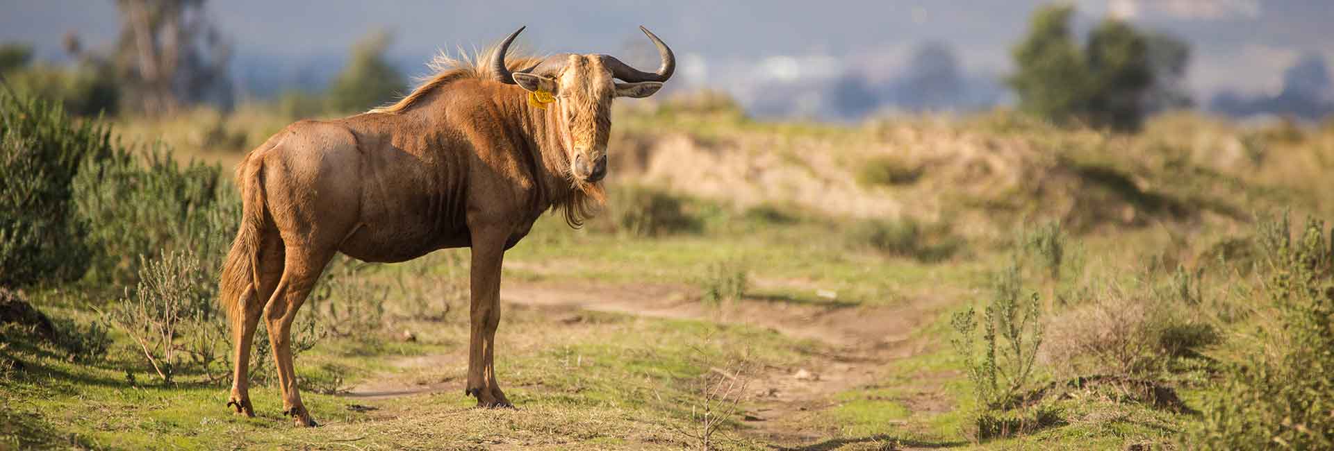 hunting-golden-wildebeest-somerby-safaris-banner