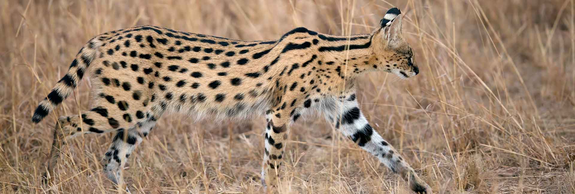 hunting-serval-somerby-safaris-banner