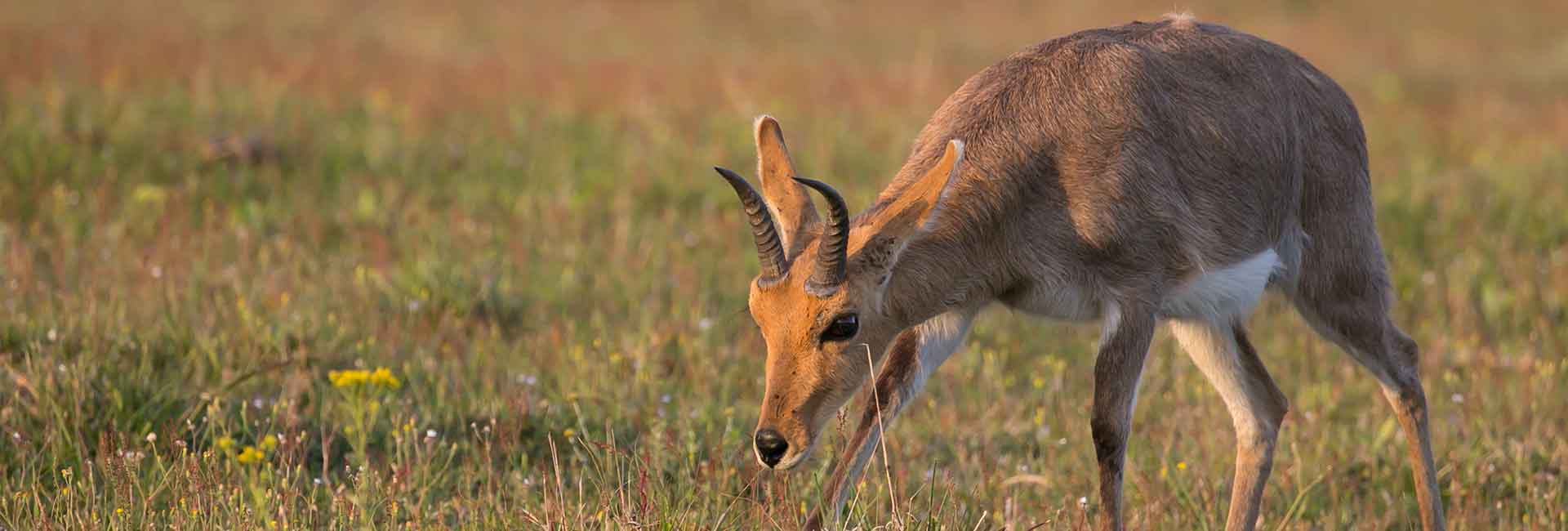mountain-reedbuck-hunting-south-africa-banner