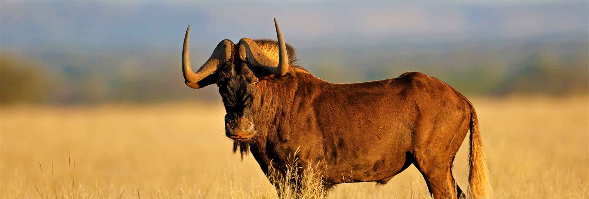 wildebeest-hunting-somerby-safaris-banner