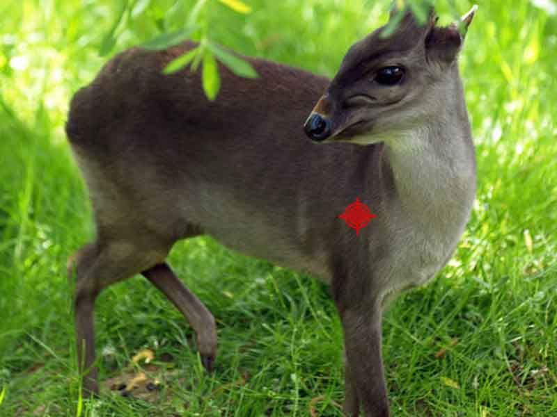 Hunting-Blue-Duiker-shot-placement