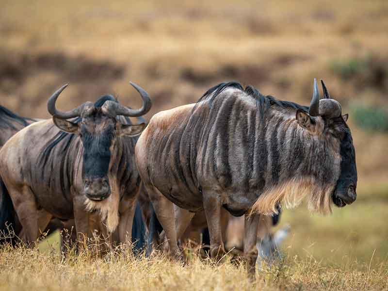 Blue-Wildebeest-Hunting-South-Africa