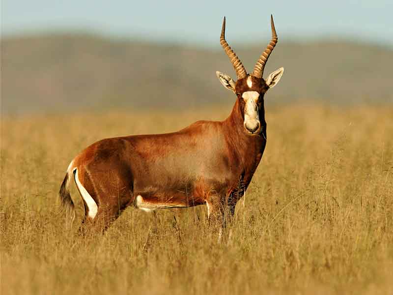 Hunting-Blesbuck-South-Africa