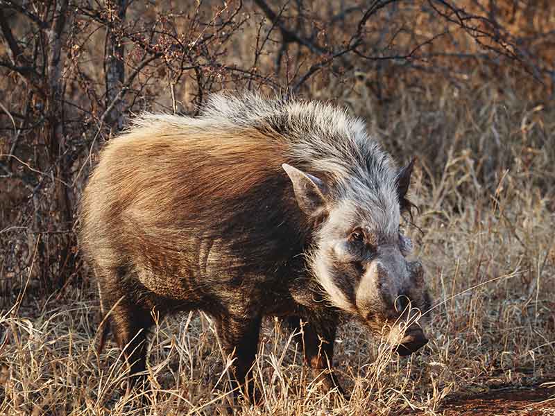Hunting-Bushpig-in-South-Africa