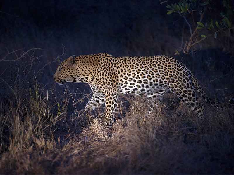 Hunting-Leopard-in-Zimbabwe