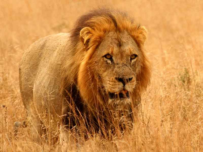 Hunting-Lion-in-South-Africa