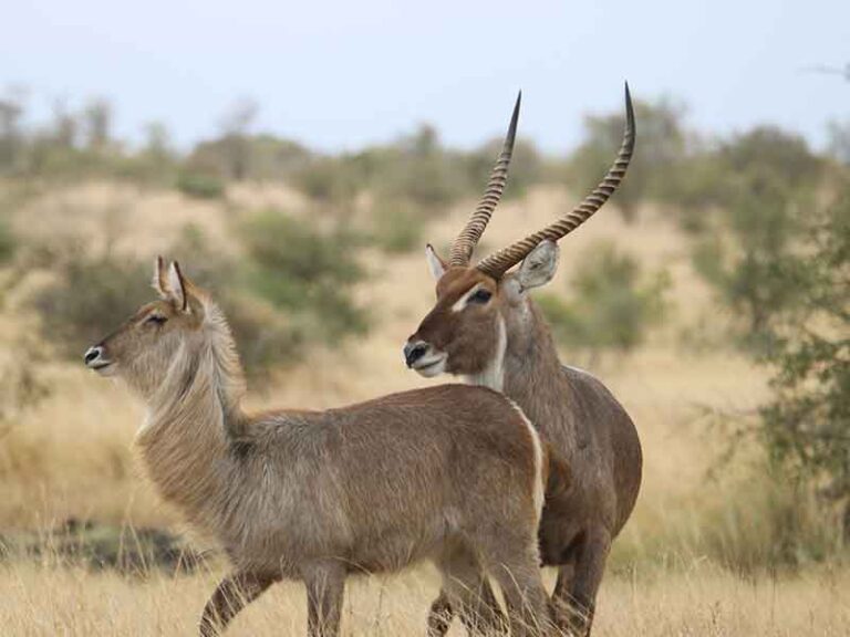 waterbuck safaris