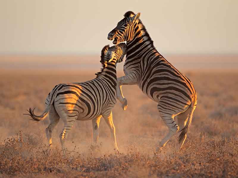 Hunting-Zebra-in-Southern-Africa