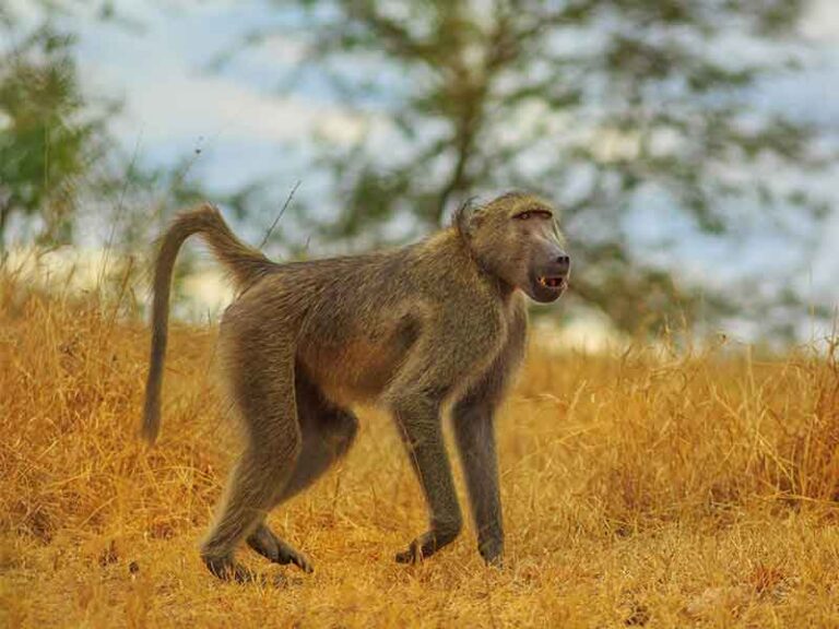 Hunting Baboon In South Africa - Somerby Safaris