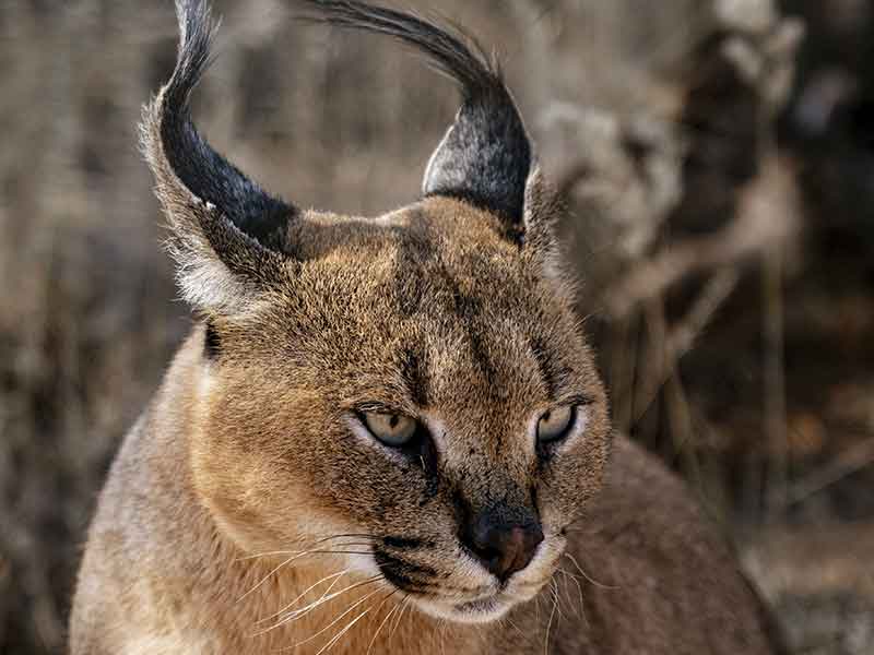 caracal-3_hunting-somerby-safaris