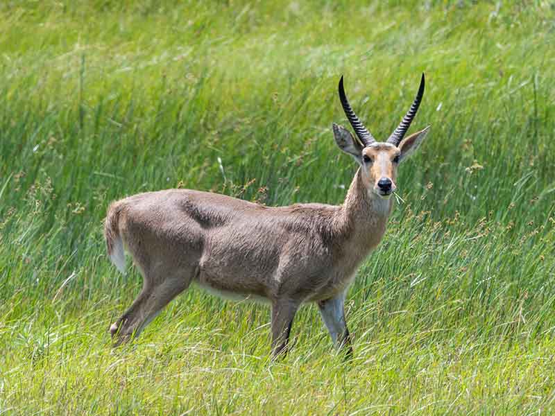Hunting Common Reedbuck In South Africa Somerby Safaris