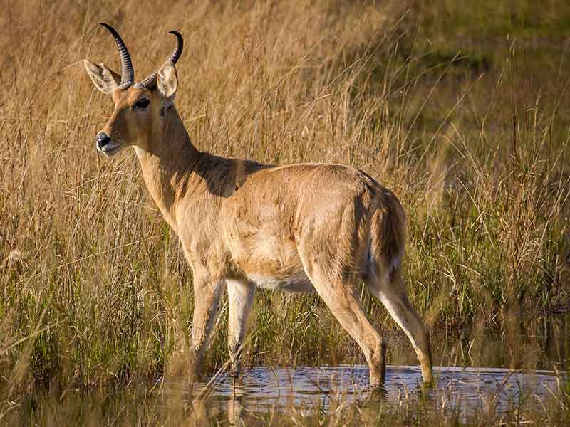 common-reedbuck-hunting-somerby-safaris