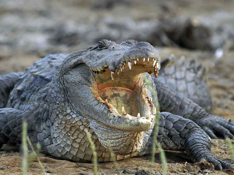 crocodile_hunting-somerby-safaris
