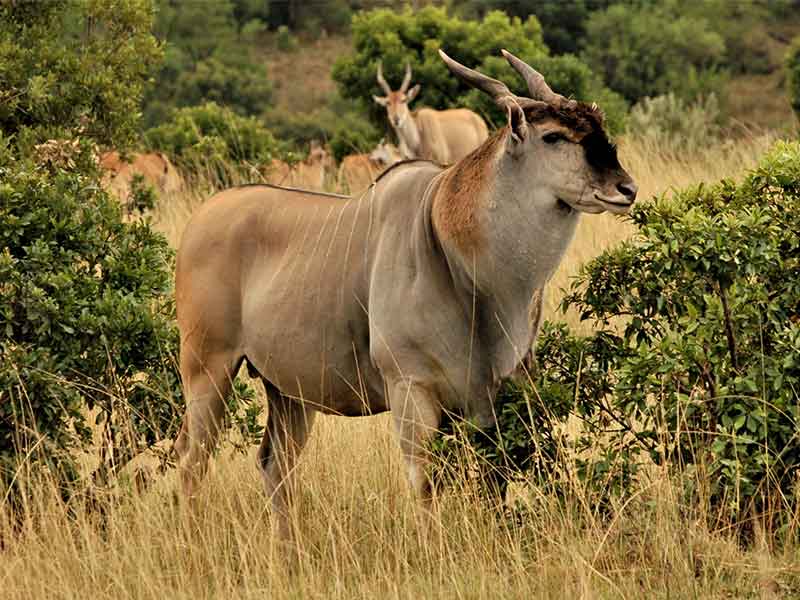 eland_hunting-somerby-safaris