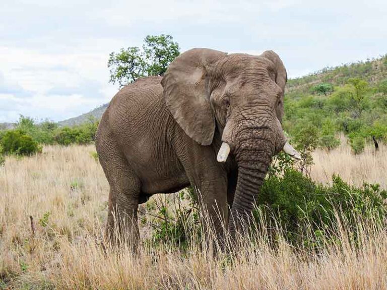 Hunting Elephant in South Africa - Somerby Safaris