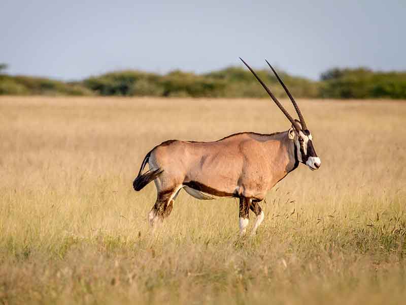 gemsbuck_hunting-somerby-safaris