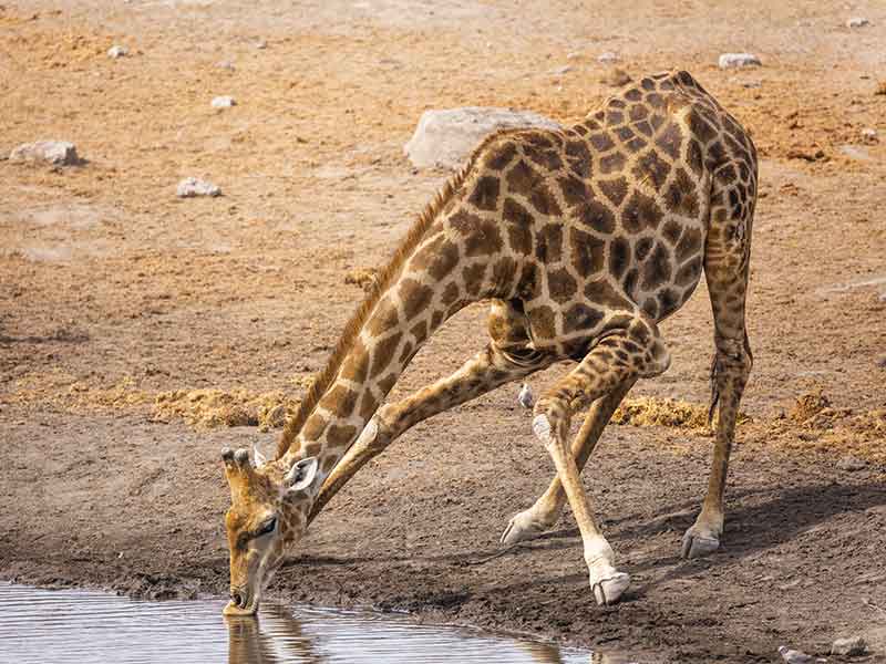 giraffe_hunting-somerby-safaris