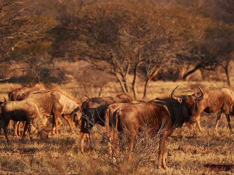 golden-wildebeest_hunting-somerby-safaris