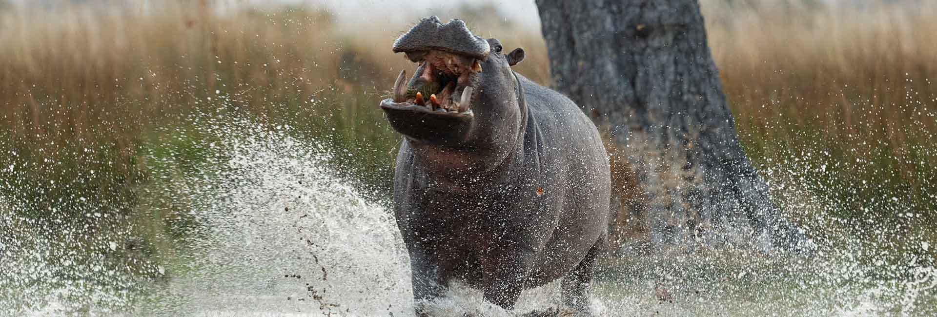 hippo in water somerby safaris