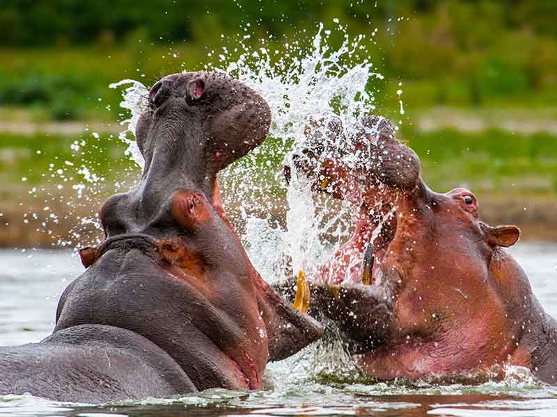 hippo_hunting-somerby-safaris-south-africa