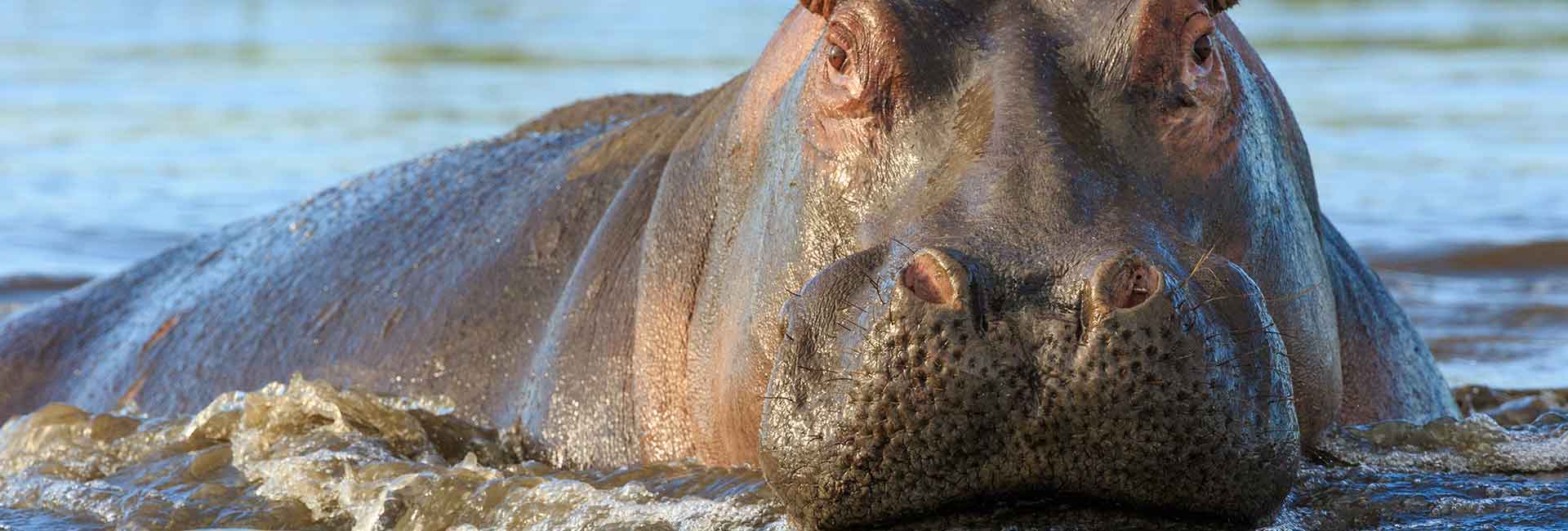 hippo_hunting-somerby-safaris-south-africa
