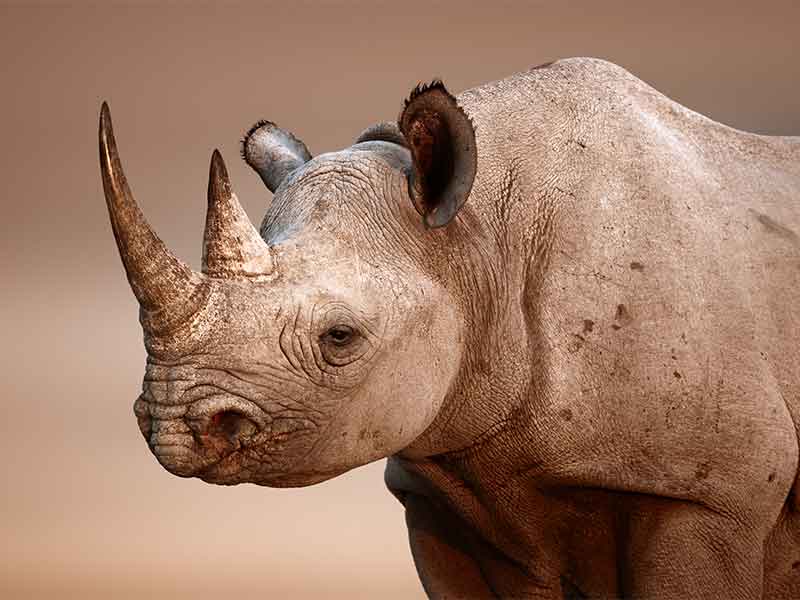 hunt-black-rhino-south-africa