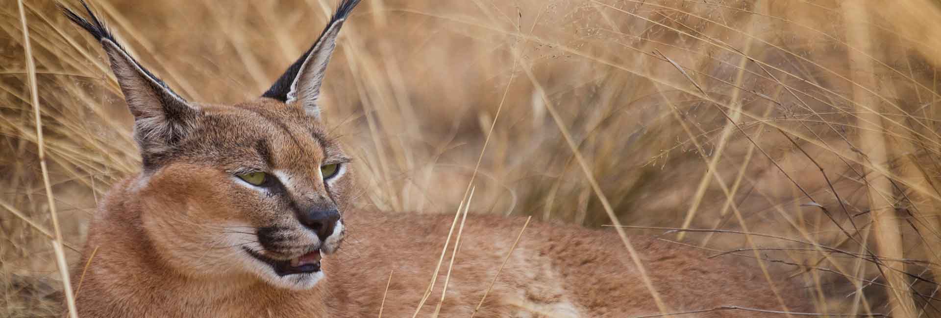 hunting-caracal-in-south-africa-banner