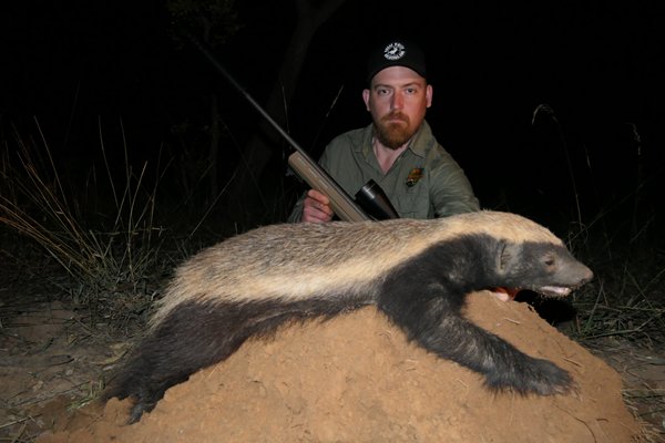 Hunting Honey Badger in South Africa - Somerby Safaris